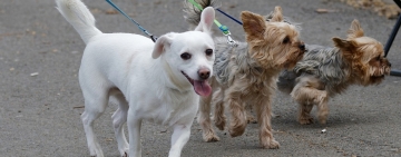 Scelta degli Accessori per Cani: Pettorine, Collari e Guinzagli