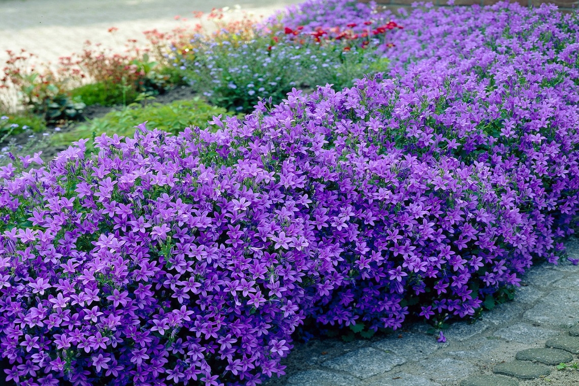 Abbellire gli Spazi Esterni con la Campanula portenschlagiana