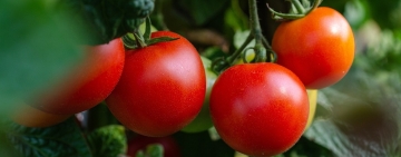 Tempo di Orto: Come Trapiantare Piantine di Pomodori