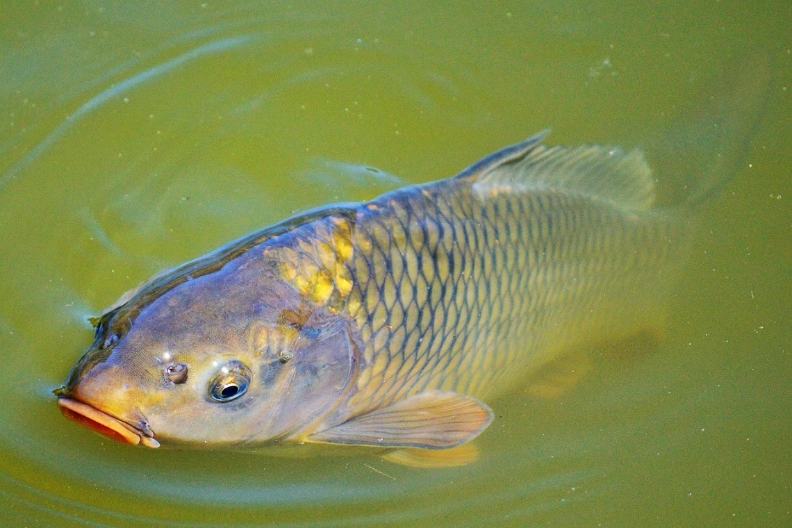 La Riproduzione dei Pesci di Acqua Dolce in Primavera