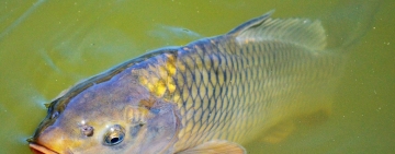 La Riproduzione dei Pesci di Acqua Dolce in Primavera