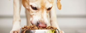 Alimentazione Ideale per Cani nei Mesi più Caldi: Suggerimenti e Consigli