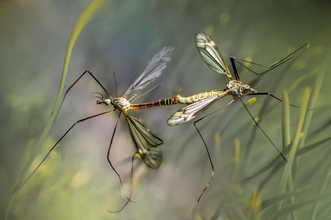 Come Tenere Lontane le Zanzare e Difendersi dalle loro Punture con Rimedi Naturali