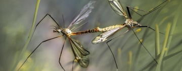Come Tenere Lontane le Zanzare e Difendersi dalle loro Punture con Rimedi Naturali