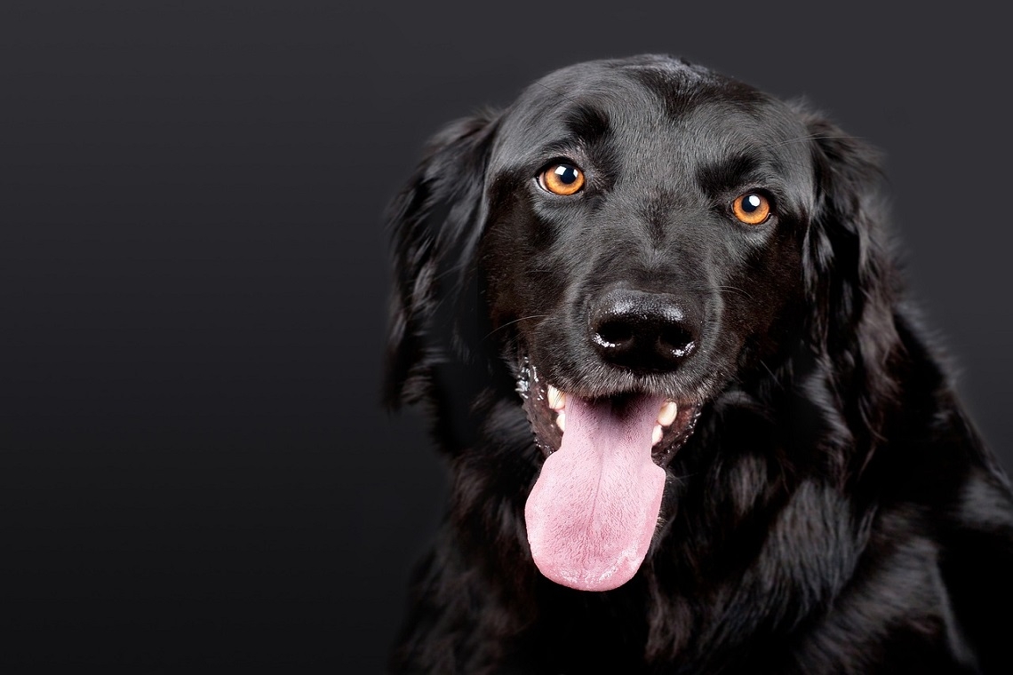 Occhio a Non Farsi Leccare dal Cane: Può Trasmettere Malattie all'Uomo