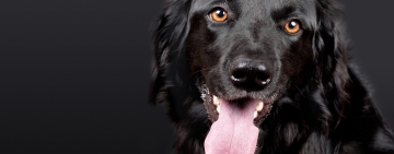 Occhio a Non Farsi Leccare dal Cane: Può Trasmettere Malattie all'Uomo