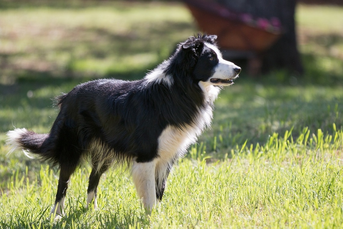 La Razza di Cani Più Adatta per Guidare un Gregge di Pecore