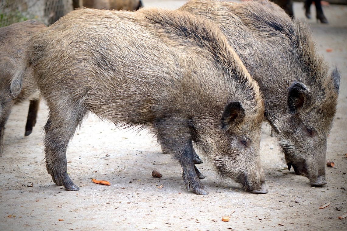 I cinghiali, un pericolo in crescita per la viabilità nelle città