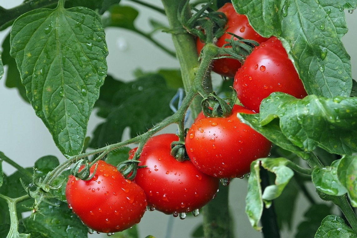 Come Innaffiare i Pomodori Quando Fa Molto Caldo