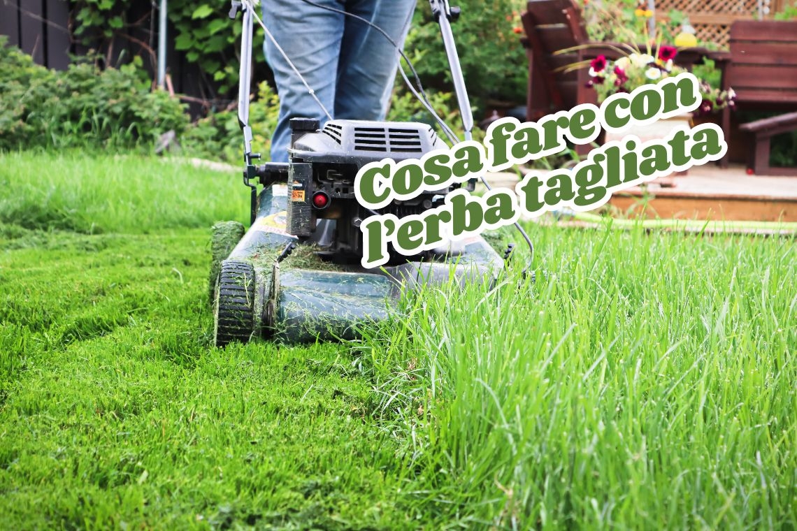 Come Riutilizzare l'Erba Tagliata dal Prato del Giardino