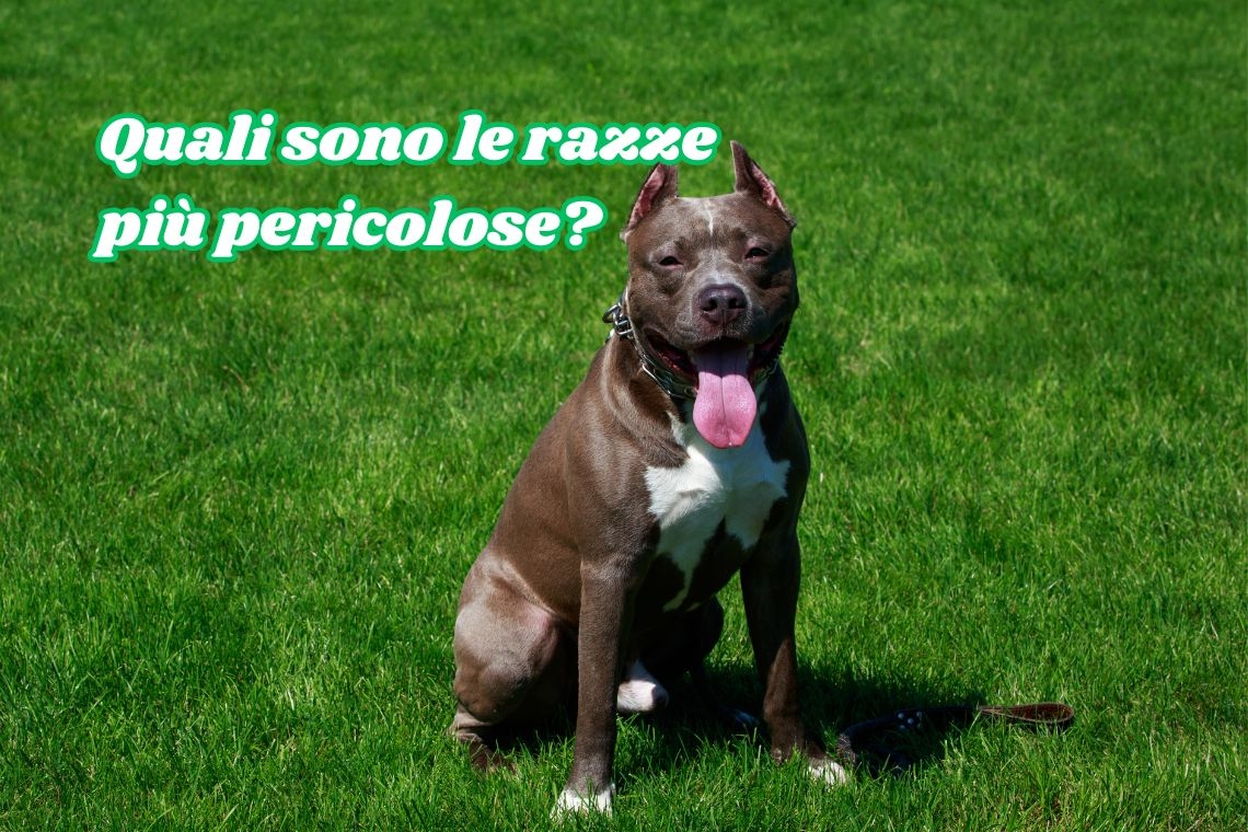 Cani: Le Razze Più Pericolose per l'Uomo