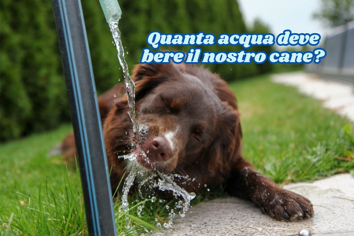 Attenzione al caldo, quanta acqua deve bere il nostro cane?