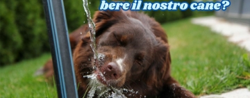 Attenzione al caldo, quanta acqua deve bere il nostro cane?